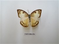 藏品(遷粉蝶)的圖片